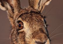 15 Feldhase Edertal Renn Haine